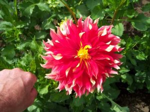 Lire la suite à propos de l’article Fleurs de Dahlia en assiette: Cultiver des plantes de Dahlia en assiette dans le jardin