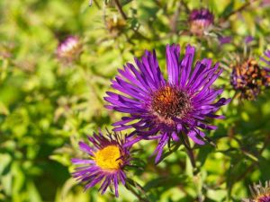 Lire la suite à propos de l’article Informations sur Purple Dome Aster – Comment faire pousser des asters de Nouvelle-Angleterre Purple Dome