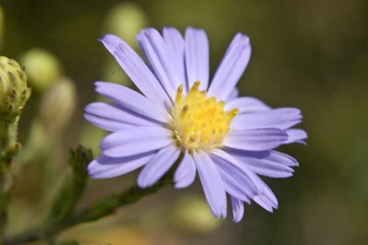 Lire la suite à propos de l’article Qu'est-ce que l'aster bleu ciel – Comment faire pousser des plantes d'aster bleu ciel