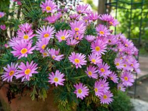 Lire la suite à propos de l’article Entretien des asters pour les conteneurs : comment faire pousser des asters dans des conteneurs