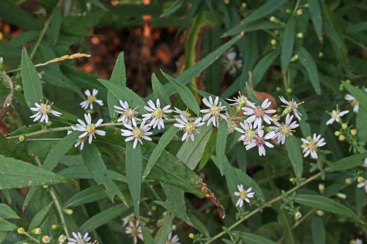 You are currently viewing Calico Aster Care – Comment faire pousser des Calico Asters dans le jardin