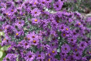 Lire la suite à propos de l’article Asters violets communs – Découvrez les types de fleurs d'aster violets