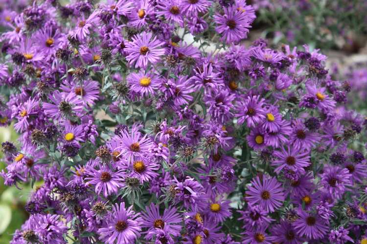 Lire la suite à propos de l’article Asters violets communs – Découvrez les types de fleurs d'aster violets