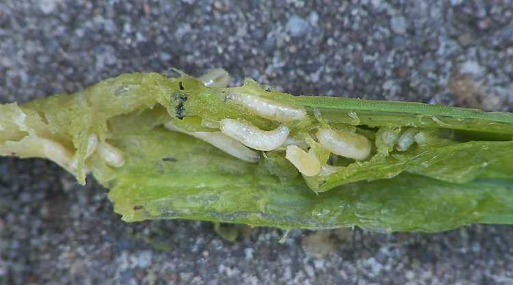 You are currently viewing Contrôle de la mouche de l'oignon – Comment se débarrasser des asticots de l'oignon