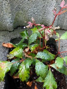 Lire la suite à propos de l’article Astilbe devient brune : dépannage des astilbes brunes