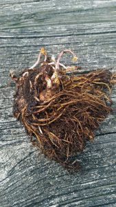 Lire la suite à propos de l’article Astilbe Bare Roots – En savoir plus sur la plantation de racines nues d'Astilbe