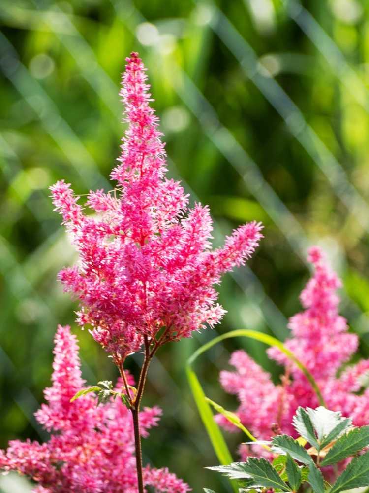 Lire la suite à propos de l’article Conseils sur l'alimentation d'Astilbe : découvrez les engrais pour les plantes d'Astilbe