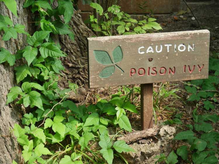 Lire la suite à propos de l’article Traitements Poison Ivy : Conseils sur les remèdes maison de Poison Ivy