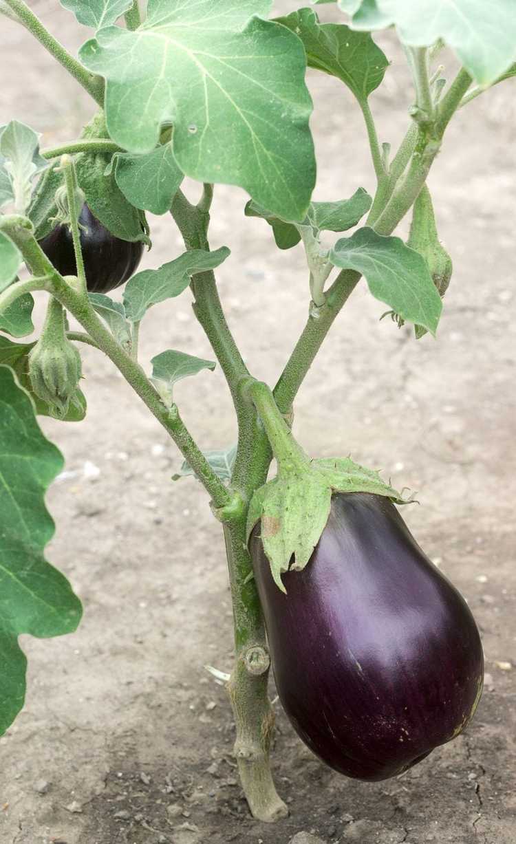 You are currently viewing Couper les tiges d'aubergines – Dois-je tailler mes aubergines