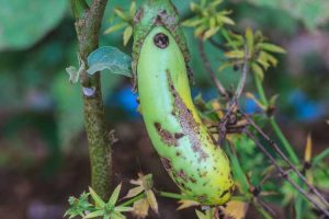 Lire la suite à propos de l’article Pourriture des fruits de l'aubergine : traiter les aubergines avec la pourriture du colletotrichum