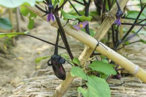 Lire la suite à propos de l’article Idées de support pour les aubergines – En savoir plus sur le support pour les aubergines