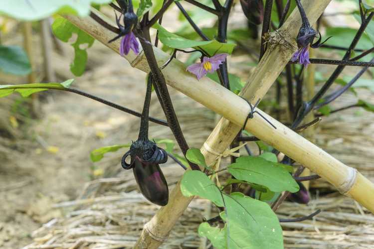 You are currently viewing Idées de support pour les aubergines – En savoir plus sur le support pour les aubergines