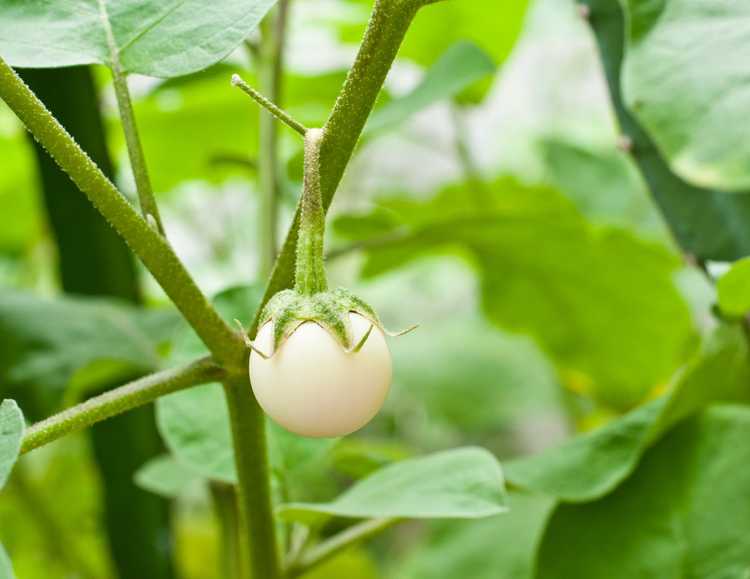 You are currently viewing Types d'aubergines blanches : existe-t-il des aubergines blanches