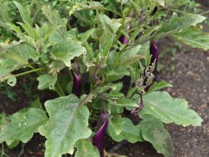 Lire la suite à propos de l’article Informations sur l'aubergine Ping Tung – Comment faire pousser des aubergines Ping Tung