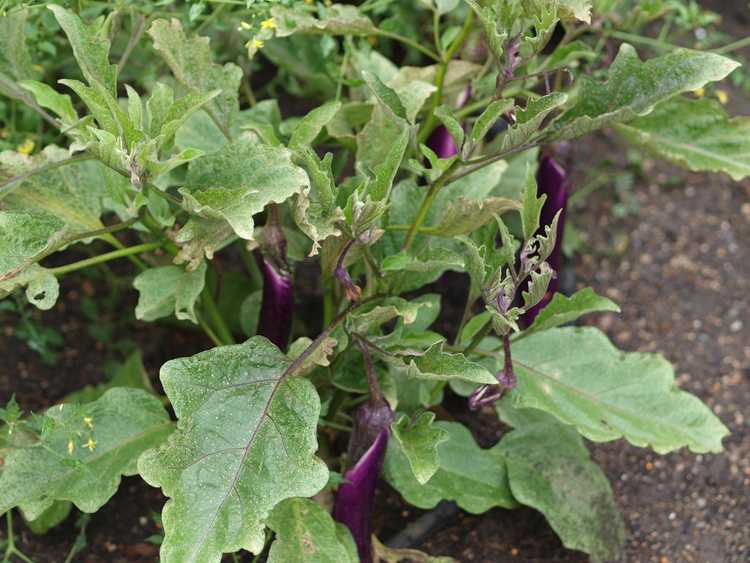 You are currently viewing Informations sur l'aubergine Ping Tung – Comment faire pousser des aubergines Ping Tung