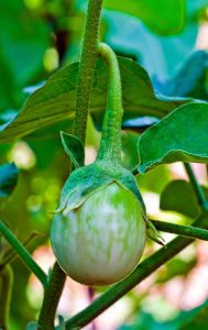 Lire la suite à propos de l’article Prendre soin des aubergines thaïlandaises – Comment faire pousser des aubergines thaïlandaises