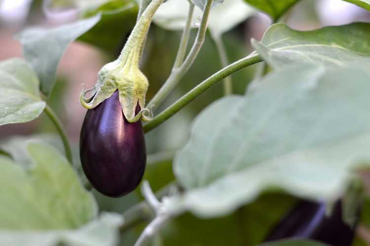 You are currently viewing Cultiver des aubergines : comment planter des aubergines dans le jardin