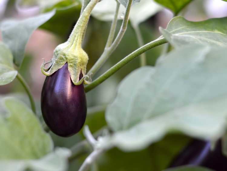 You are currently viewing Brûlure Phomopsis de l'aubergine – Raisons de la tache des feuilles de l'aubergine et de la pourriture des fruits