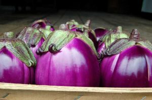 Lire la suite à propos de l’article Utilisations et soins de l'aubergine Béatrice : Comment faire pousser des aubergines Béatrice