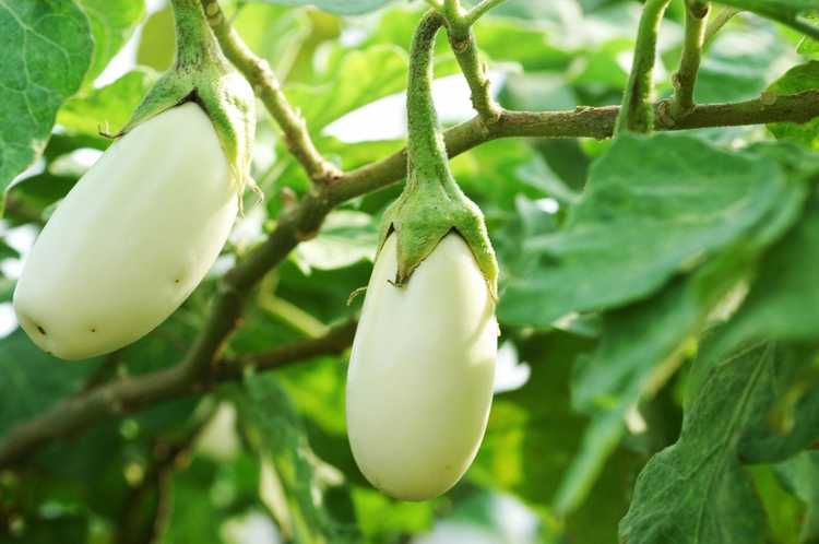 You are currently viewing Variétés courantes d'aubergines : découvrez les types d'aubergines