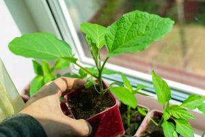 Lire la suite à propos de l’article Pouvez-vous faire pousser des aubergines à l’intérieur : conseils pour faire pousser des aubergines à l’intérieur