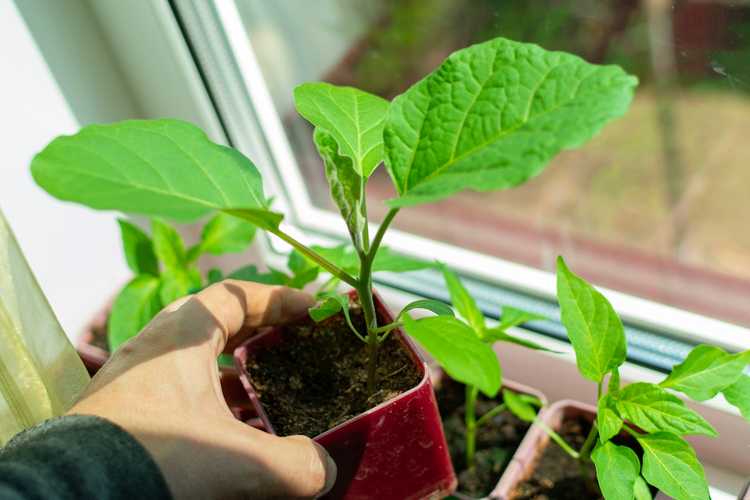 You are currently viewing Pouvez-vous faire pousser des aubergines à l’intérieur : conseils pour faire pousser des aubergines à l’intérieur