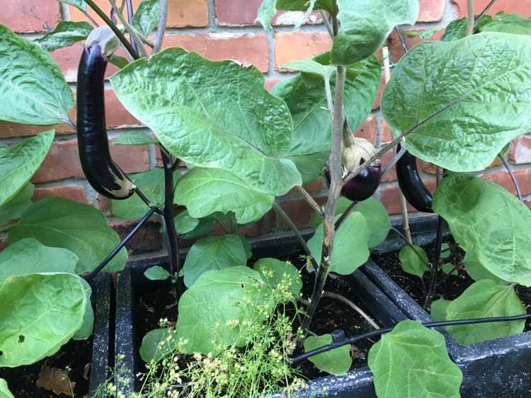 You are currently viewing Comment cultiver des plants d'aubergines en conteneurs