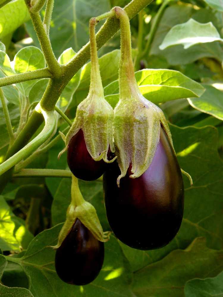 You are currently viewing Guide d'alimentation des aubergines – Apprenez à fertiliser les aubergines