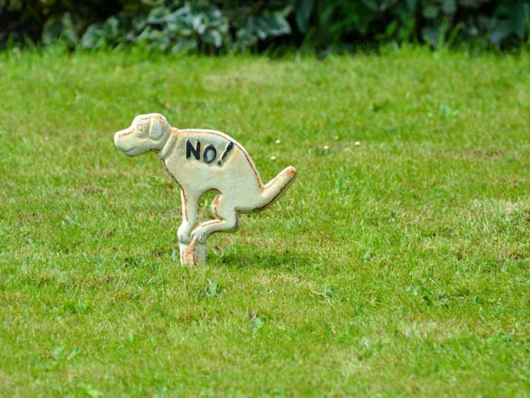 You are currently viewing Urine de chien sur l'herbe : arrêter les dommages causés à la pelouse par l'urine de chien