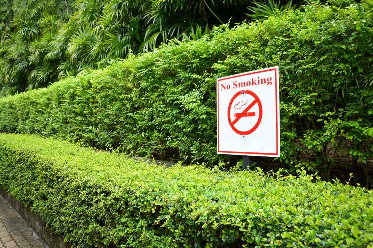 Lire la suite à propos de l’article Plantes et tabagisme – Comment la fumée de cigarette affecte-t-elle les plantes