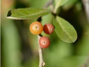 Lire la suite à propos de l’article Sosies communs d’olives d’automne