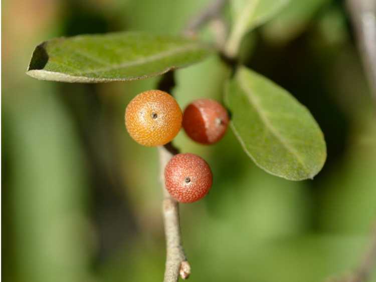 You are currently viewing Sosies communs d’olives d’automne