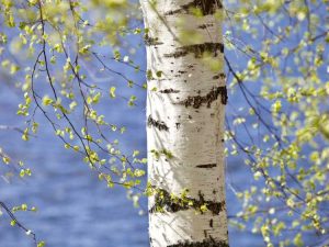 Lire la suite à propos de l’article Pourquoi les arbres indigènes sont importants et pourquoi vous devriez les planter