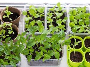 Lire la suite à propos de l’article Pourquoi devriez-vous commencer les semences à l’intérieur : avantages du démarrage des semences à l’intérieur