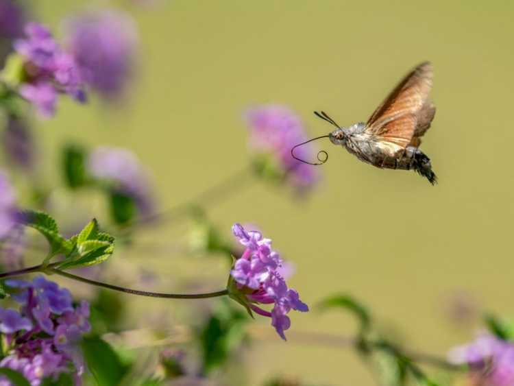 You are currently viewing Espèces de papillons de nuit communs que vous pourriez trouver dans le jardin