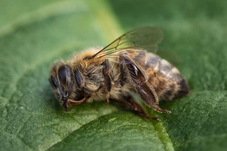 You are currently viewing Étiquettes de danger pour les abeilles – Que sont les avertissements de danger pour les abeilles