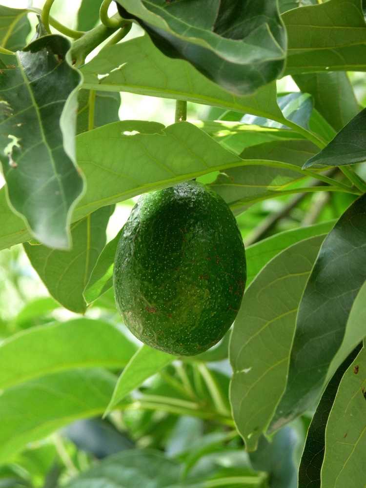 You are currently viewing Pollinisation des avocatiers: comment polliniser de manière croisée un avocatier