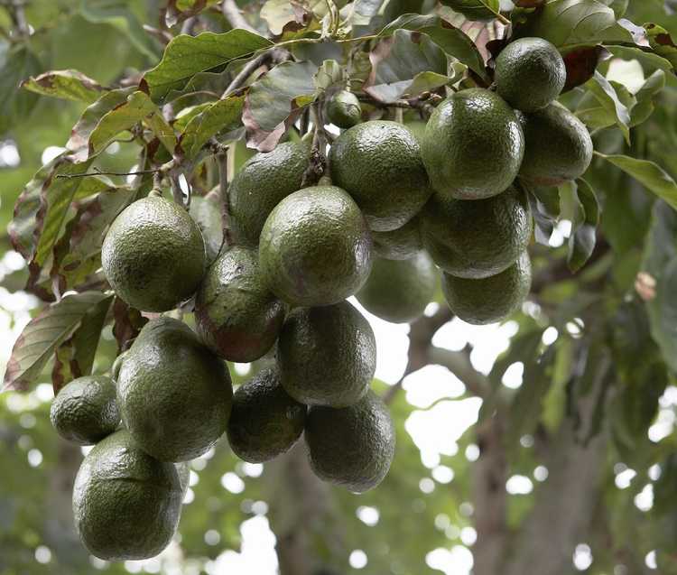 You are currently viewing Tolérance au froid de l'avocat : découvrez les avocatiers tolérants au gel