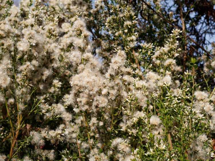 You are currently viewing Qu'est-ce qu'un coyote Bush : découvrez les soins et les utilisations des plantes Baccharis