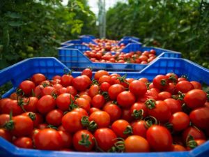 Lire la suite à propos de l’article Variétés de tomates résistantes aux maladies : choisir des tomates résistantes aux maladies