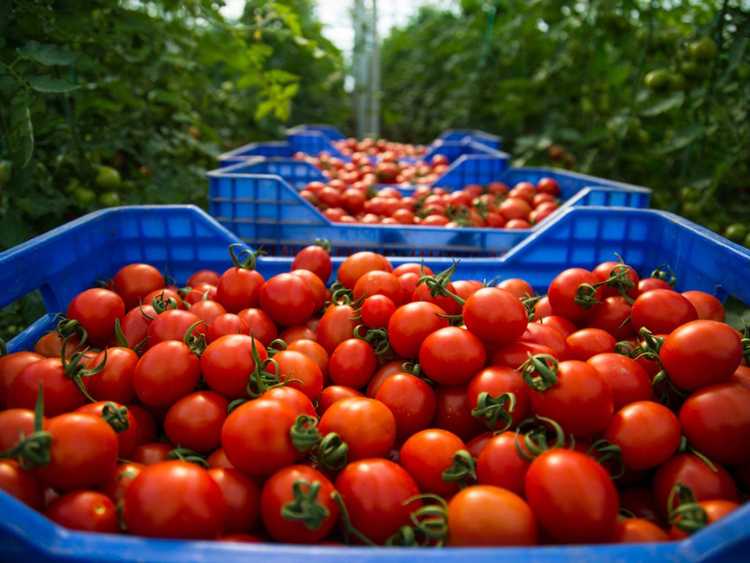 You are currently viewing Variétés de tomates résistantes aux maladies : choisir des tomates résistantes aux maladies