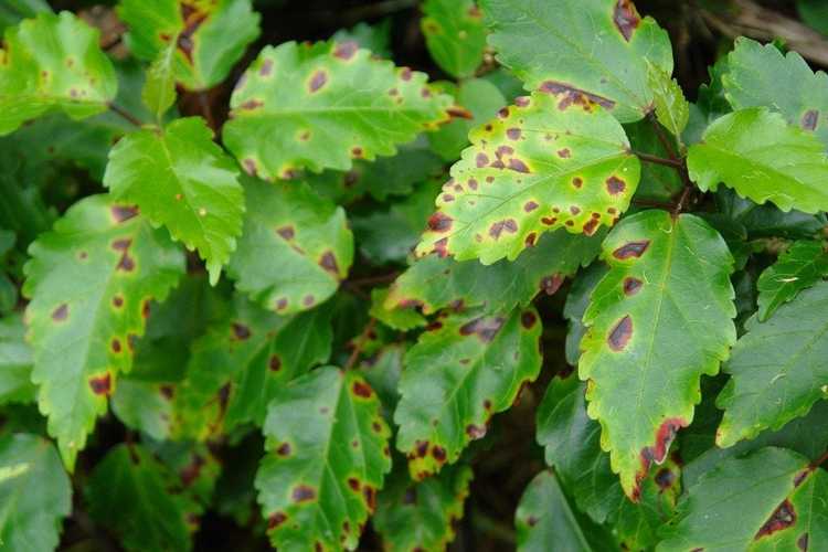 Lire la suite à propos de l’article Qu'est-ce que la tache angulaire des feuilles : traiter la tache angulaire des feuilles sur les plantes