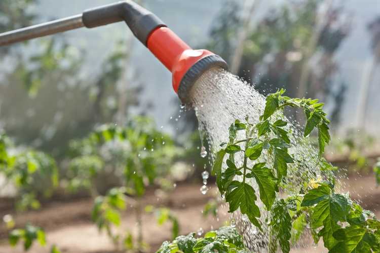 Lire la suite à propos de l’article Qu'est-ce qu'une baguette à eau : découvrez comment utiliser les baguettes à eau de jardin