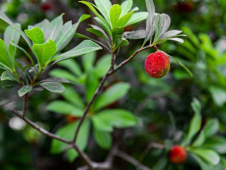 You are currently viewing Informations sur le Bayberry chinois : Cultiver et entretenir les arbres fruitiers Yangmei