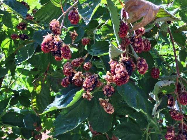 You are currently viewing Syndrome du Drupelet blanc – Mûre ou framboise avec des taches blanches