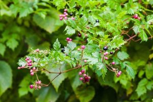 Lire la suite à propos de l’article Contrôle des vignes poivrées : conseils pour gérer les vignes poivrées dans le jardin