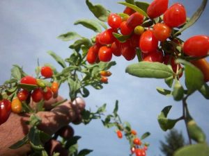 Lire la suite à propos de l’article Informations sur la culture des baies de Goji : découvrez comment cultiver des baies de Goji