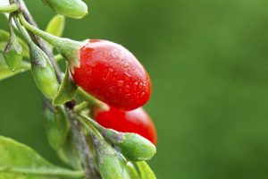 Lire la suite à propos de l’article Baies de Goji en pot : Cultiver des baies de Goji dans des conteneurs