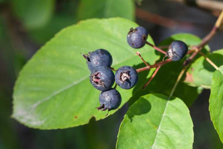 You are currently viewing Récolte des Juneberries : comment et quand cueillir les Juneberries