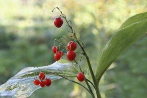 Lire la suite à propos de l’article Gousse de graines de muguet – Conseils pour planter des baies de muguet